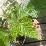 Rubus pruinosus Leaf