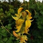 Crotalaria pallida Λουλούδι