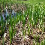 Typha latifolia Alkat (teljes növény)