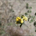 Colutea paulsenii Flower