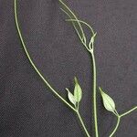 Anemopaegma chrysoleucum autre