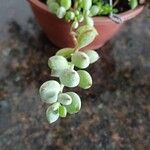 Cotyledon pendens Hoja