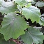 Roldana petasitis Hoja