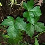 Toxicodendron pubescens 葉
