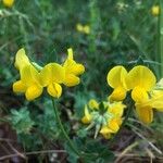 Lotus corniculatus फूल