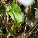 Parnassia palustris Hoja