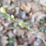 Anthericum ramosum Altul/Alta