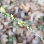 Anthericum ramosum Mosusu