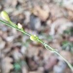 Anthericum ramosum Otro