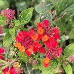 Lantana × strigocamara 花