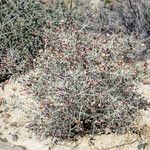 Scutellaria mexicana Habit