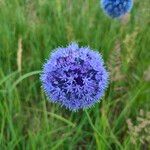 Allium caeruleum Blomma