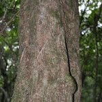 Sideroxylon borbonicum Kabuk
