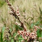 Persicaria acuminata Floro