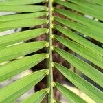 Phoenix roebelenii Leaf