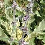 Stachys cretica Blad