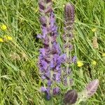 Salvia nemorosa Flower