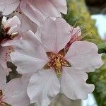 Prunus dulcis Цветок