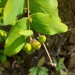 Hypericum grandifolium Vaisius