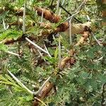 Vachellia seyal Outro