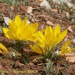 Sternbergia sicula आदत