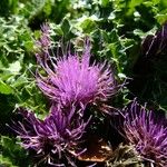 Cirsium acaulon अन्य