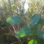 Eucalyptus kitsoniana Лист