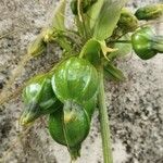 Tacca leontopetaloides Fruit