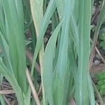 Cymbopogon citratus Лист