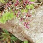 Poa bulbosa Blomst