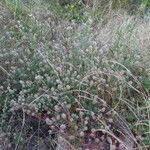 Trifolium arvense Plante entière