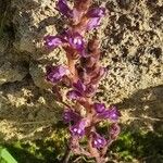 Orobanche cernua Kvet