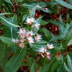 Prenanthes purpurea Frukto