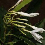 Mortoniella pittieri Fleur