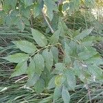 Fraxinus pennsylvanica Blatt