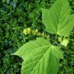 Acer capillipes Blüte