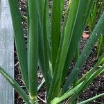 Allium fistulosum Foglia