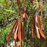 Leucaena leucocephala Gyümölcs