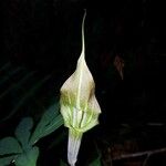 Arisaema polyphyllum Квітка