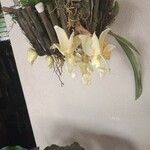 Pholidota pallida Flor