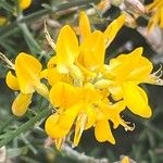 Genista dorycnifolia