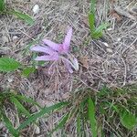 Colchicum multiflorum 花