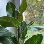 Ficus benghalensis Blatt