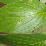 Piper aduncum Leaf