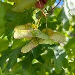 Acer × coriaceum Gyümölcs
