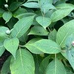 Hydrangea involucrata Blatt