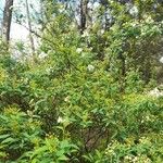 Spiraea cantoniensis 整株植物