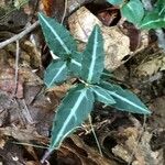 Chimaphila maculata Hoja
