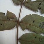 Inga rubiginosa Leaf