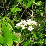 Viburnum carlesii Leaf